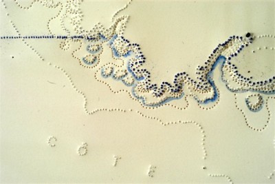 Hospitalité toi même vue expo 2 - Agrandir l'image 1 sur 3, fenêtre modale