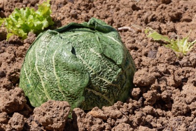 Agrandir l'image 3 sur 3, fenêtre modale